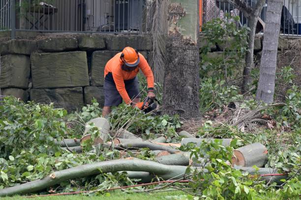 Emergency Storm Tree Removal in Reedurban, OH